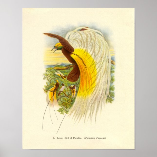 Poster Gould - Portefeuille Oiseau Du Paradis (Devant)