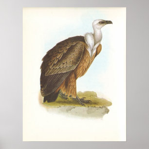 Poster Gould - Vautour du Griffon - Gyps fulvus