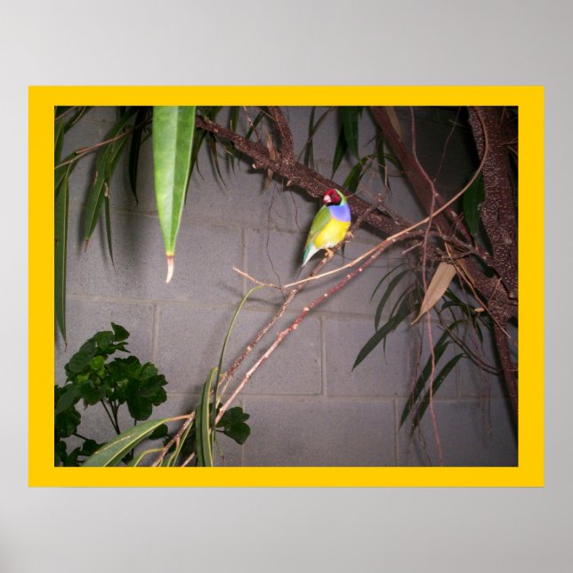 Poster Gouldian Finch (Devant)