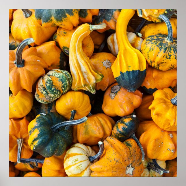 Poster Gourdes (Devant)