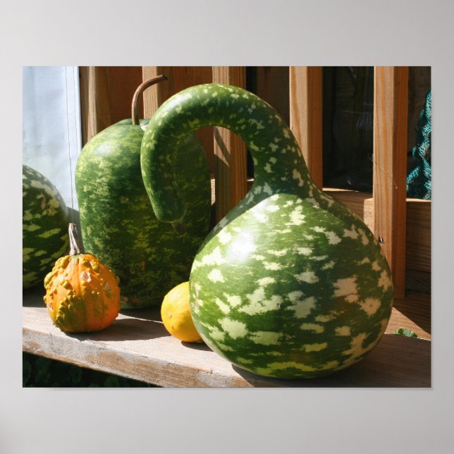 Poster Gourdes géantes Automne (Devant)
