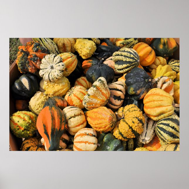 Poster Gourds Galore ! -affiche (Devant)