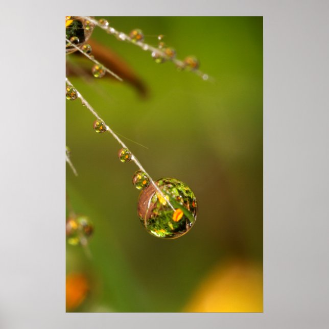 Poster Goutte d'eau en gros plan (Devant)