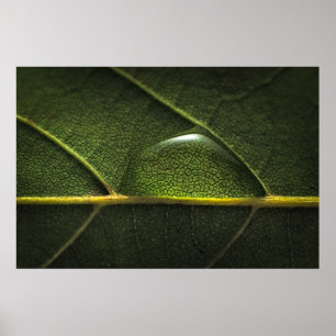 Poster Gouttelettes de feuille