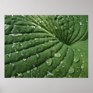 Poster Gouttes de pluie sur l'affiche de feuille de Hosta