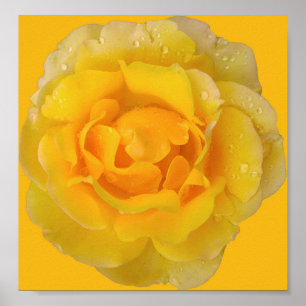 Poster Gouttes d'eau de rose jaune romantique