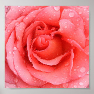 Poster Gouttes d'eau de rose rose romantique