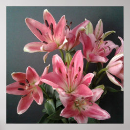Poster Grâce radieuse : Lys roses en fleurs