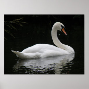 Poster gracieux du cygne blanc