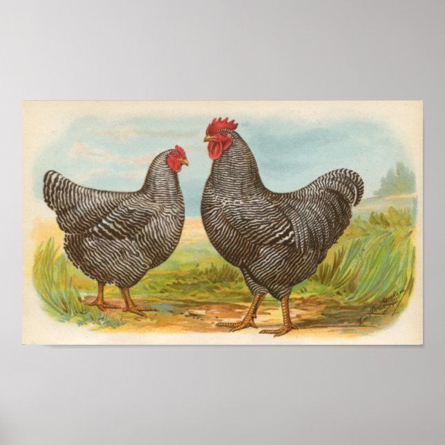 Poster Graham - Barres Plymouth Rocks Poulets Folio (Devant)