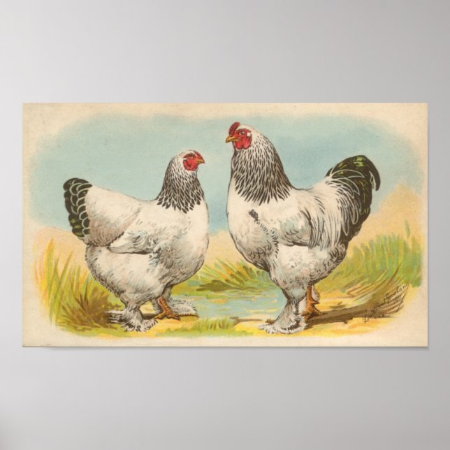 Poster Graham - Portefeuille de poulet Brahma léger (Devant)