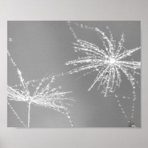 Poster Graine de Dandelion avec mur de chute d'eau Art 3