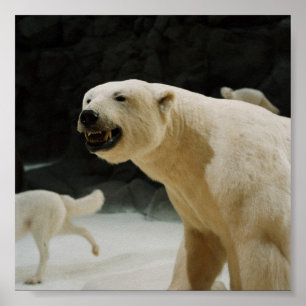 Poster Graine d'ours polaire