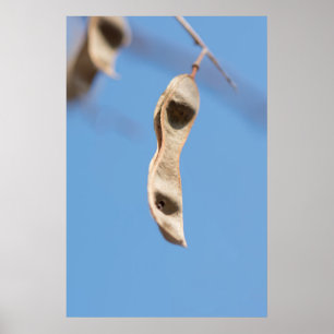 Poster Graines d'Acacia