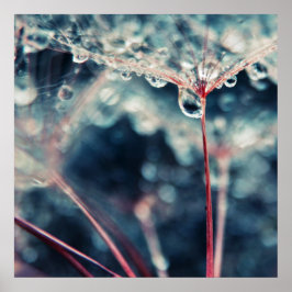 Poster Graines de Dandalion avec gouttes Macro Abstrait