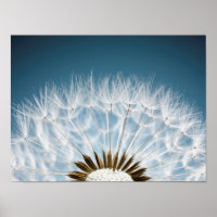 Graines de Dandelion