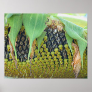 Poster Graines De Tournesol Sur La Fleur Près