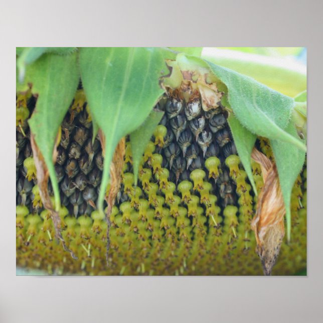 Poster Graines De Tournesol Sur La Fleur Près (Devant)