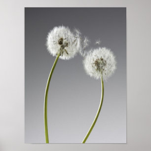 Poster Graines reliant deux pissenlits