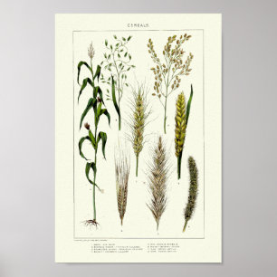 Poster Grains céréaliers vintages Blé, Seigle, Orge, avoi