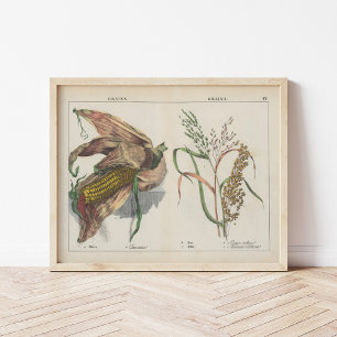 Poster Grains   Charlotte Mary Yonge