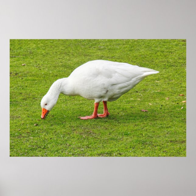 Poster Graissage Emden Goose (Devant)