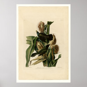 Poster Grakle pourpre