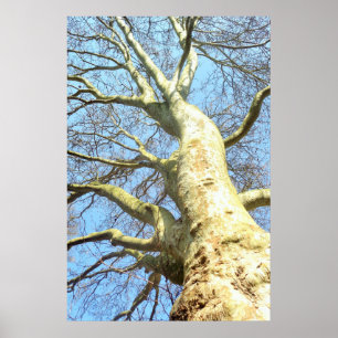 Poster Grand Arbre avec de nombreuses branches dans le ci