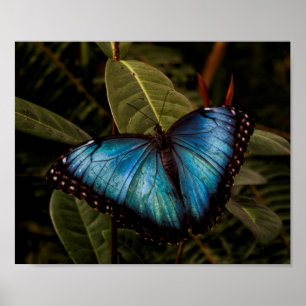 Poster Grand, beau, papillon bleu