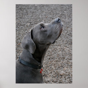 Poster Grand bleu Dane