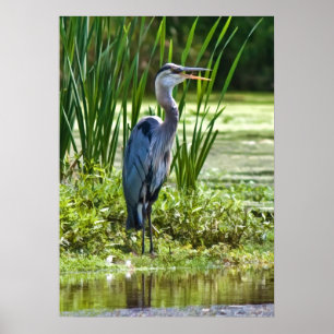 Poster Grand Blue Heron