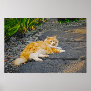 Poster Grand Chat Roux et Blanc