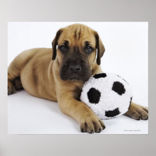 Poster Grand chiot Dane avec jouet balle de football