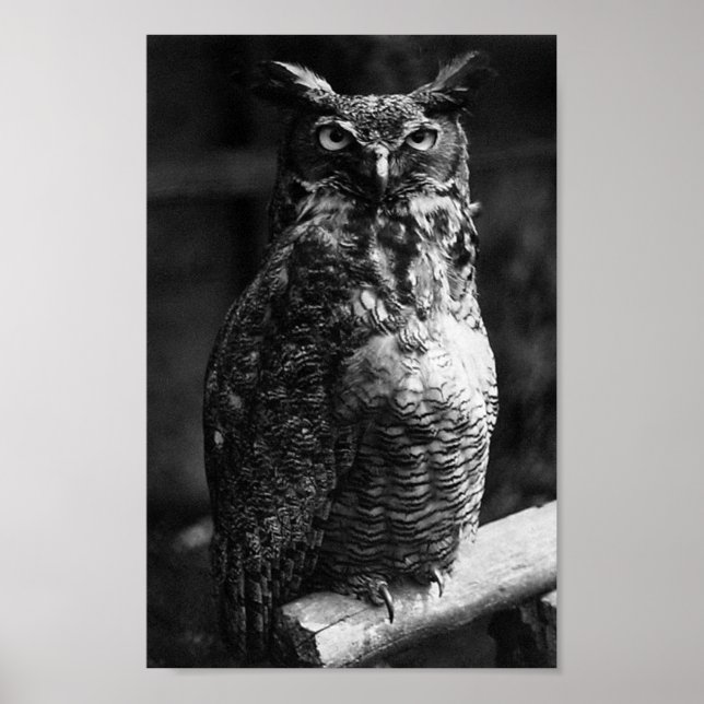 Poster Grand Corbeau (Devant)