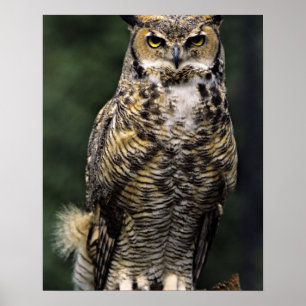 Poster Grand-duc d'Amérique (Bubo virginianus), corps ent