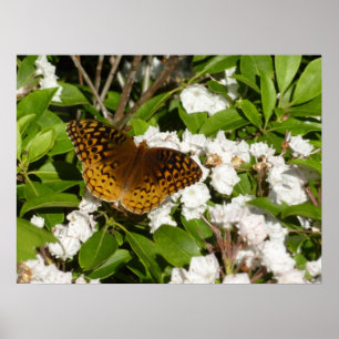 Poster Grand Fritillaire en éperon sur le Laurel de monta