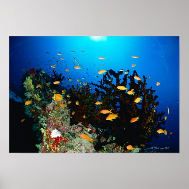 Poster Grand groupe de poissons de Sea Goldie nageant (Devant)