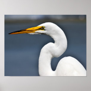 Poster Grand héron blanc