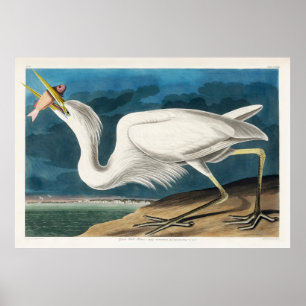 Poster Grand héron blanc, 1835, Les oiseaux d'Amérique