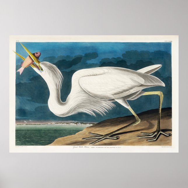 Poster Grand héron blanc, 1835, Les oiseaux d'Amérique (Devant)