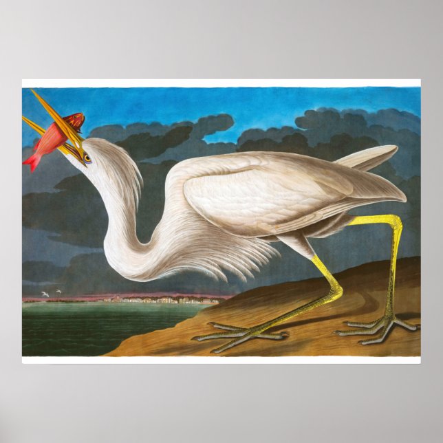 Poster Grand héron blanc par John James Audubon (Devant)
