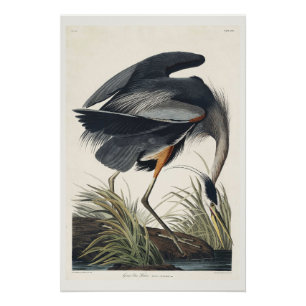 Poster Grand héron bleu
