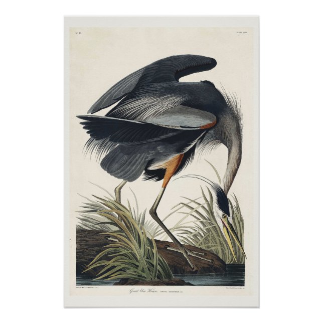 Poster Grand héron bleu (Devant)