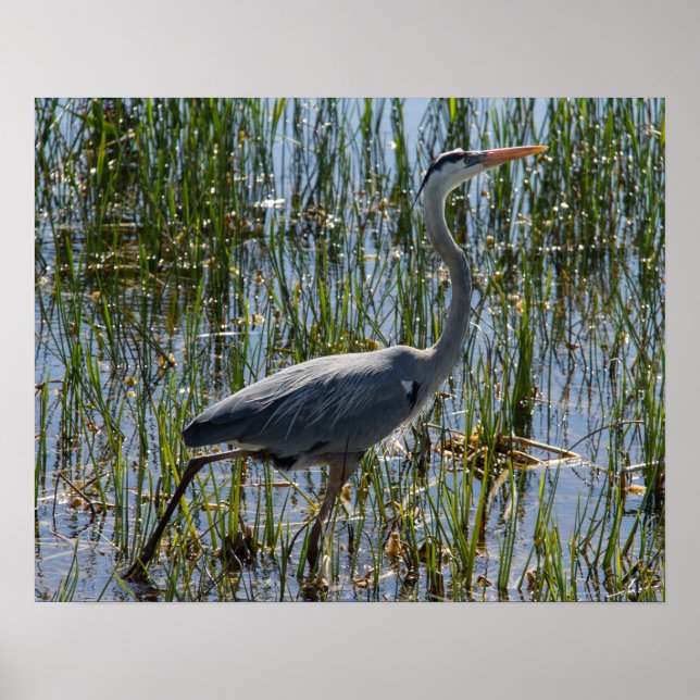 Poster Grand Héron Bleu Closeuse de marais d'oiseaux (Devant)