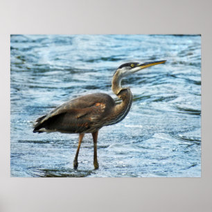 Poster Grand Héron bleu dans l'eau bleue