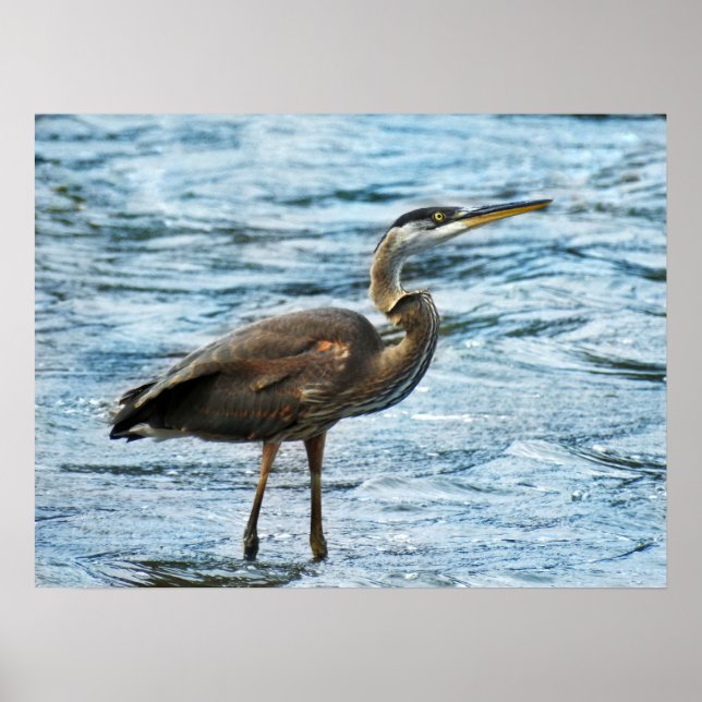 Poster Grand Héron bleu dans l'eau bleue (Devant)