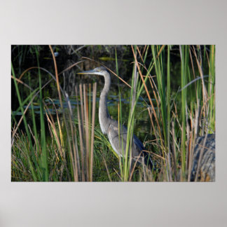 Poster Grand Héron Bleu dans l'herbe des Everglades