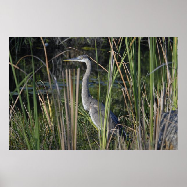 Poster Grand Héron Bleu dans l'herbe des Everglades (Devant)