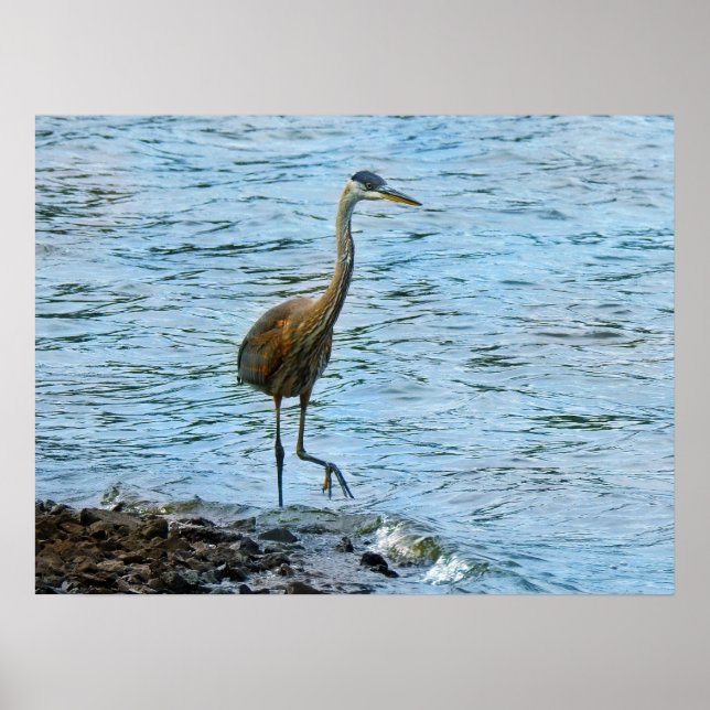 Poster Grand Héron Bleu debout dans l'eau (Devant)