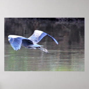 Poster Grand Héron Bleu en Vol